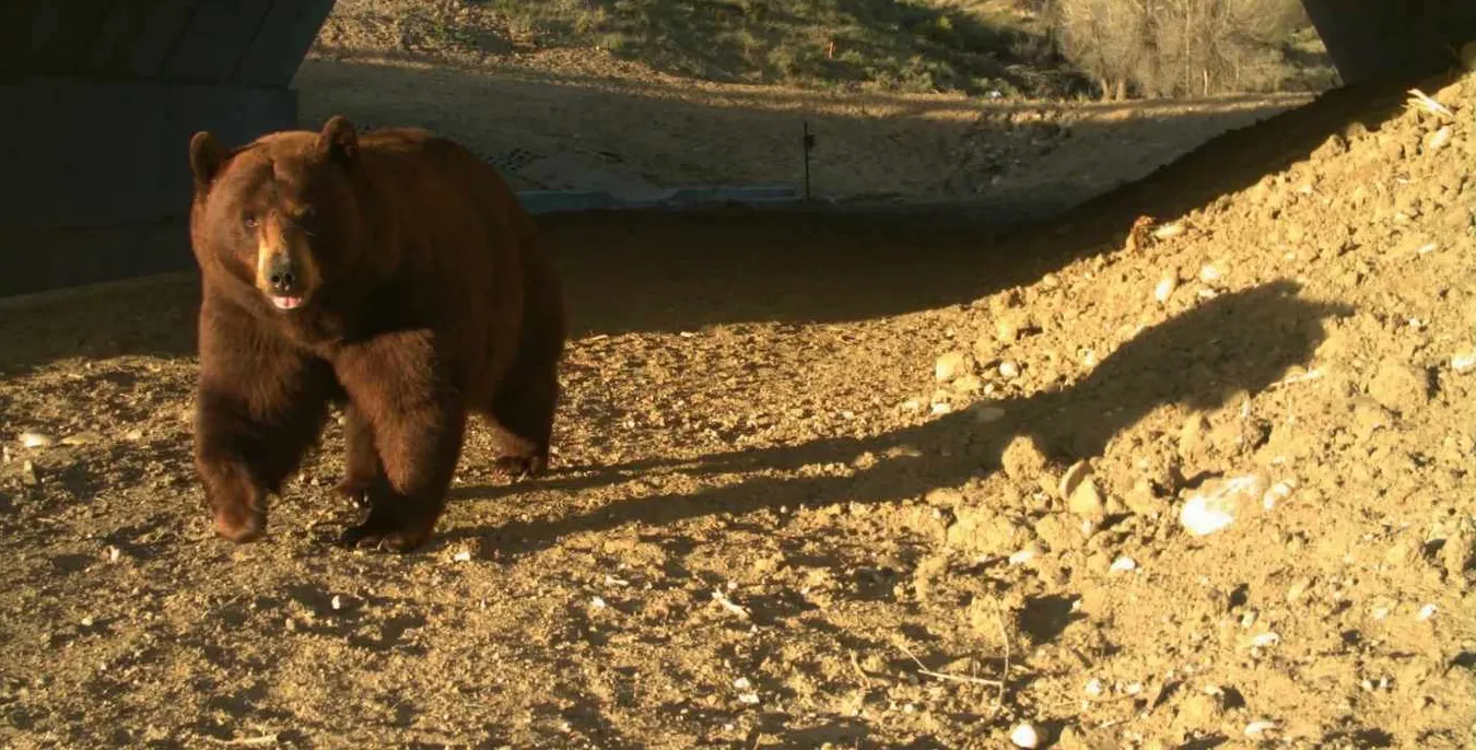 North America’s Largest Wildlife Overpass Cuts Animal Collisions by 91%