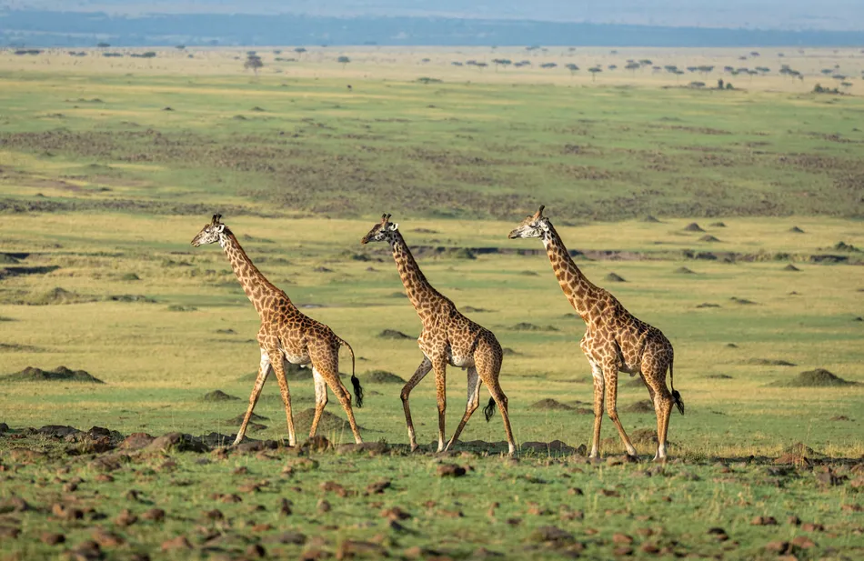 In a monumental step forward for global wildlife conservation, Kenya has officially committed $160 million over the next decade to protect an astounding 173,...