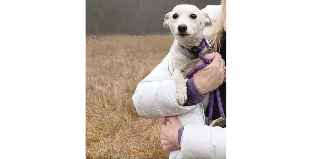 Miracle in Yellowstone: 10-Year-Old Terrier Reunited With Family After Surviving a Month in the Wild