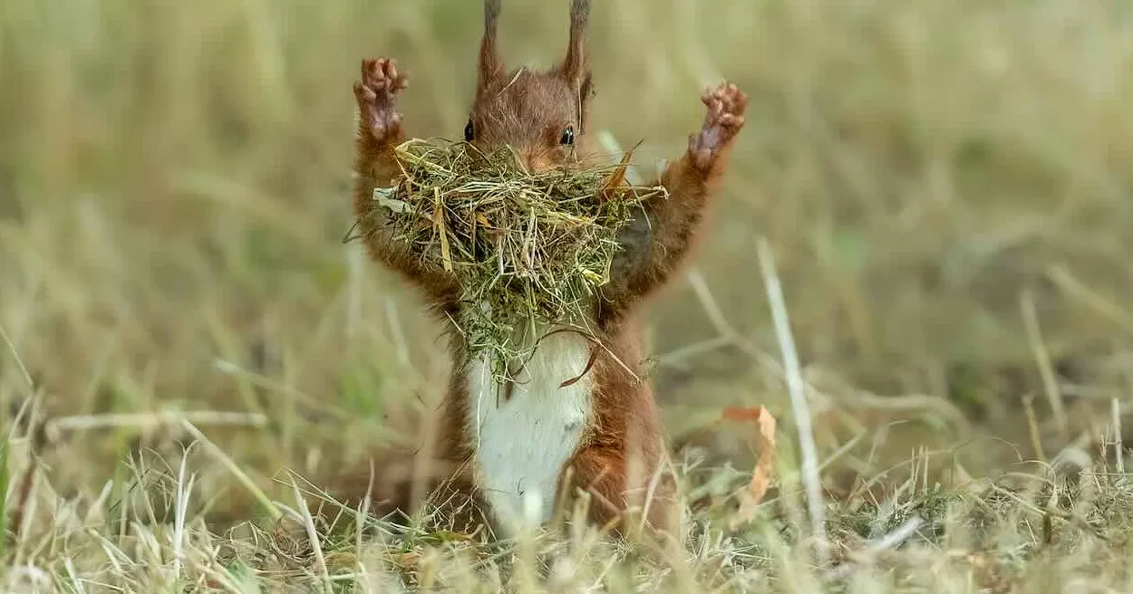 Finalists Win Big Laughs in The Comedy Wildlife Photography Awards