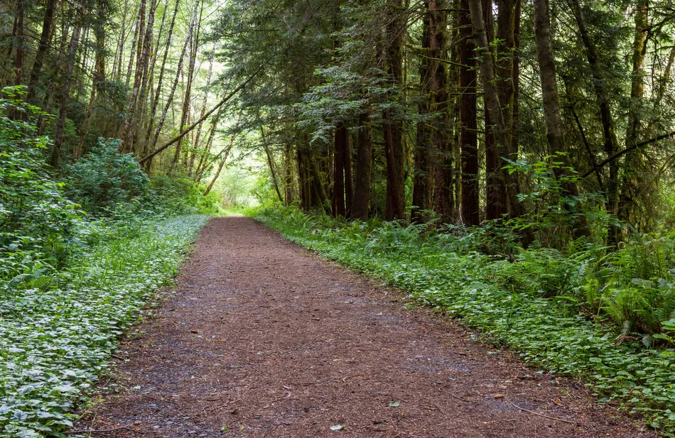 Discovering Calm on Wisconsin’s First Certified Forest Bathing Trail