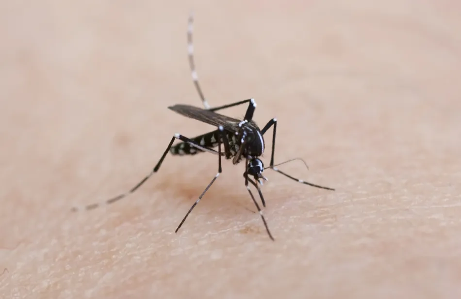 In an innovative push to protect public health and manage vector-borne diseases, Portugal has successfully released 30,000 st