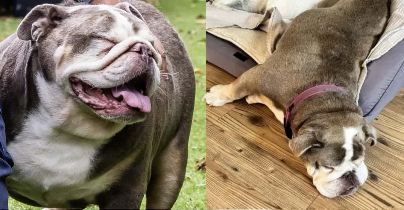 From Struggling to Striding: How Peggy Sue the Bulldog Lost 20 Pounds and Found Her Forever Family