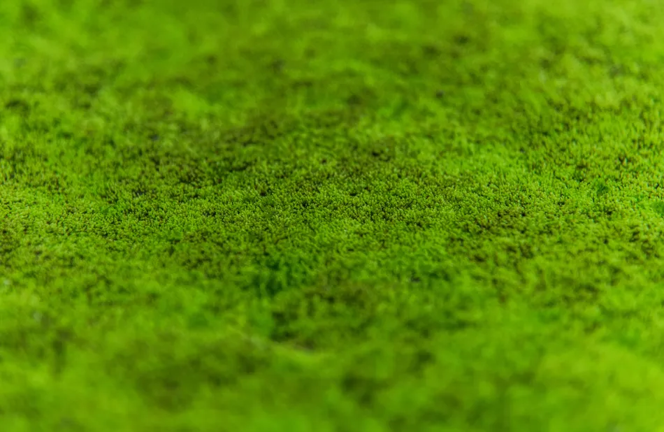 Innovative Bioreceptive Concrete Lets Buildings Grow Their Own Moss
