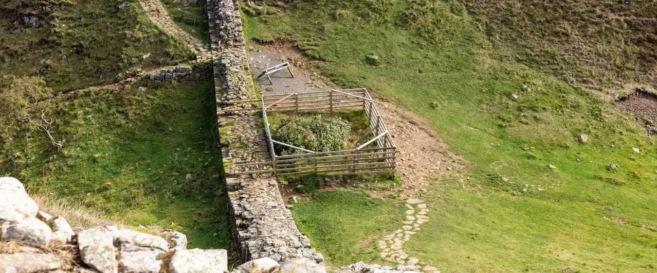 Nature’s Incredible Resilience: Felled Sycamore Gap Tree Flourishes with Vigorous New Growth