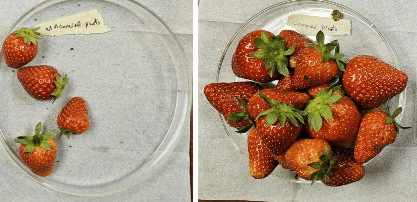 How a Simple Fabric Cover Can Triple Strawberry Yields While Reducing Pesticide Use