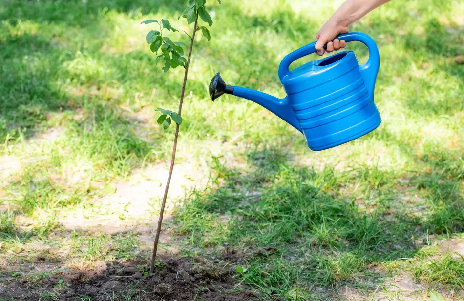 How Berlin Mapped 900,000 Trees and Inspired Thousands of Neighbors to Keep Them Thriving