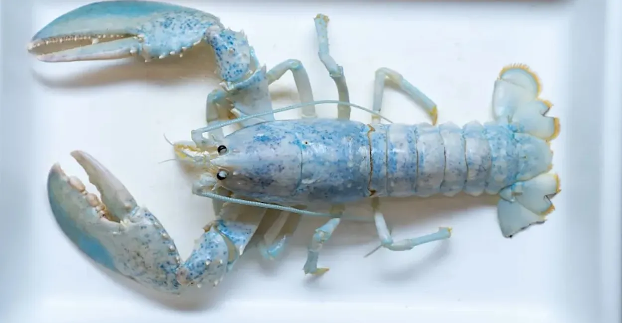 Rare 1-in-100M ‘Ghost Lobster’ Goes to School to Help Scientists Crack Genetic Mystery