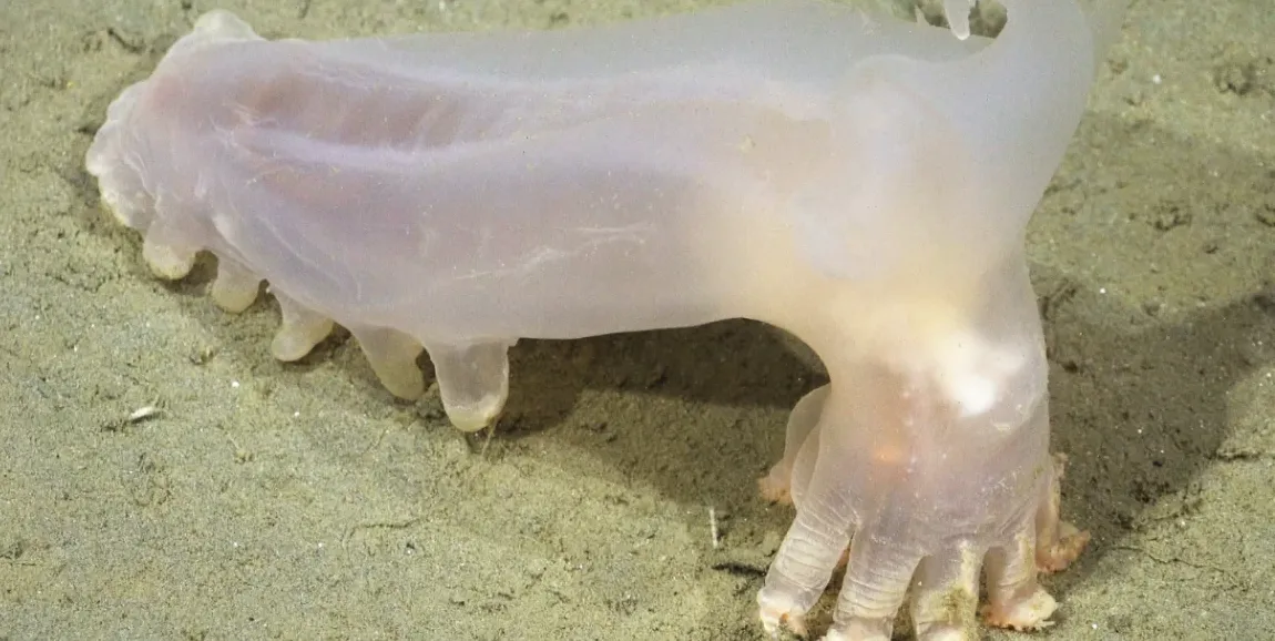 Scientists unearthed 57 fresh species from waters in Argentina most doubly as rich as the August Canon