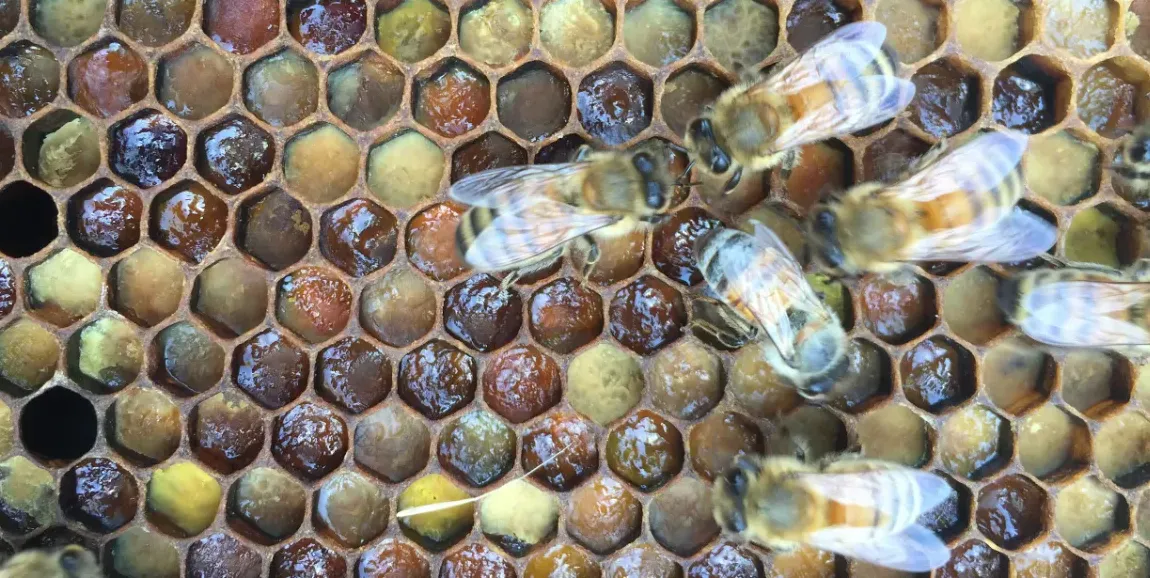 Step near a vibrant honey bee hive on a warm summer afternoon, and you will immediately sense an extraordinary harmony of life. Thousands of dedicated bees g...