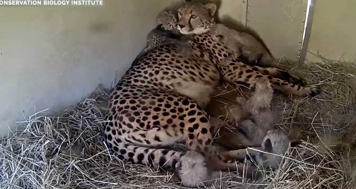 Remarkable Live Camera Gives Worldwide View as Mother Cheetah Welcomes Five Newborn Cubs
