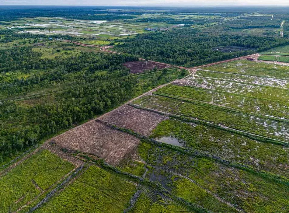 Indonesian Rainforests Saved as Massive Deforestation Project Halted Early