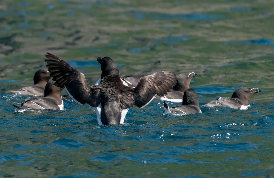 Clever Floating Deterrents and Kites Slash Seabird Net Fatalities by up to 71 Percent