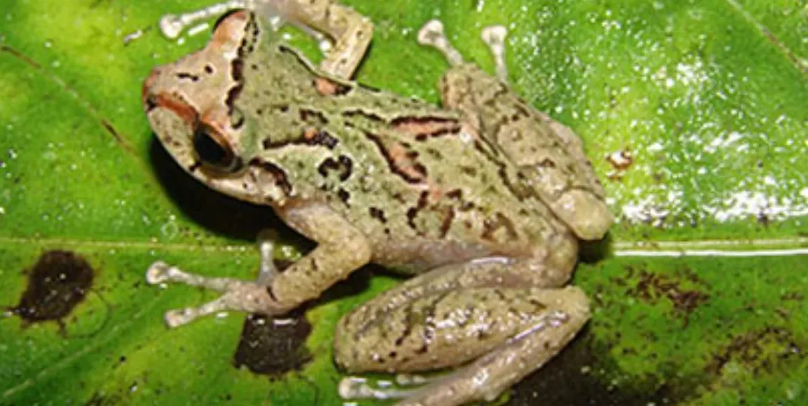 Scientists Discover Five New Frog Species in the Peruvian Amazon