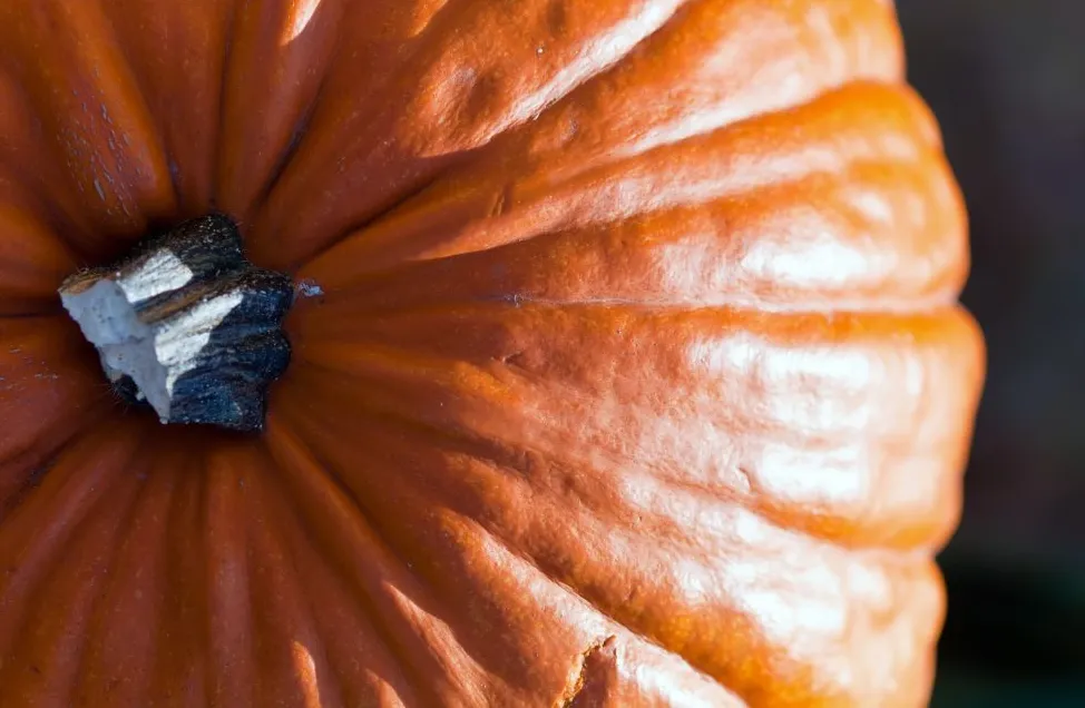 The Surprising History of Pumpkins: From Ancient Staple to Autumn Icon