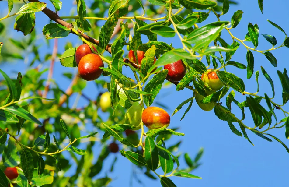 The Giving Grove: How Free Community Orchards Became a National Movement