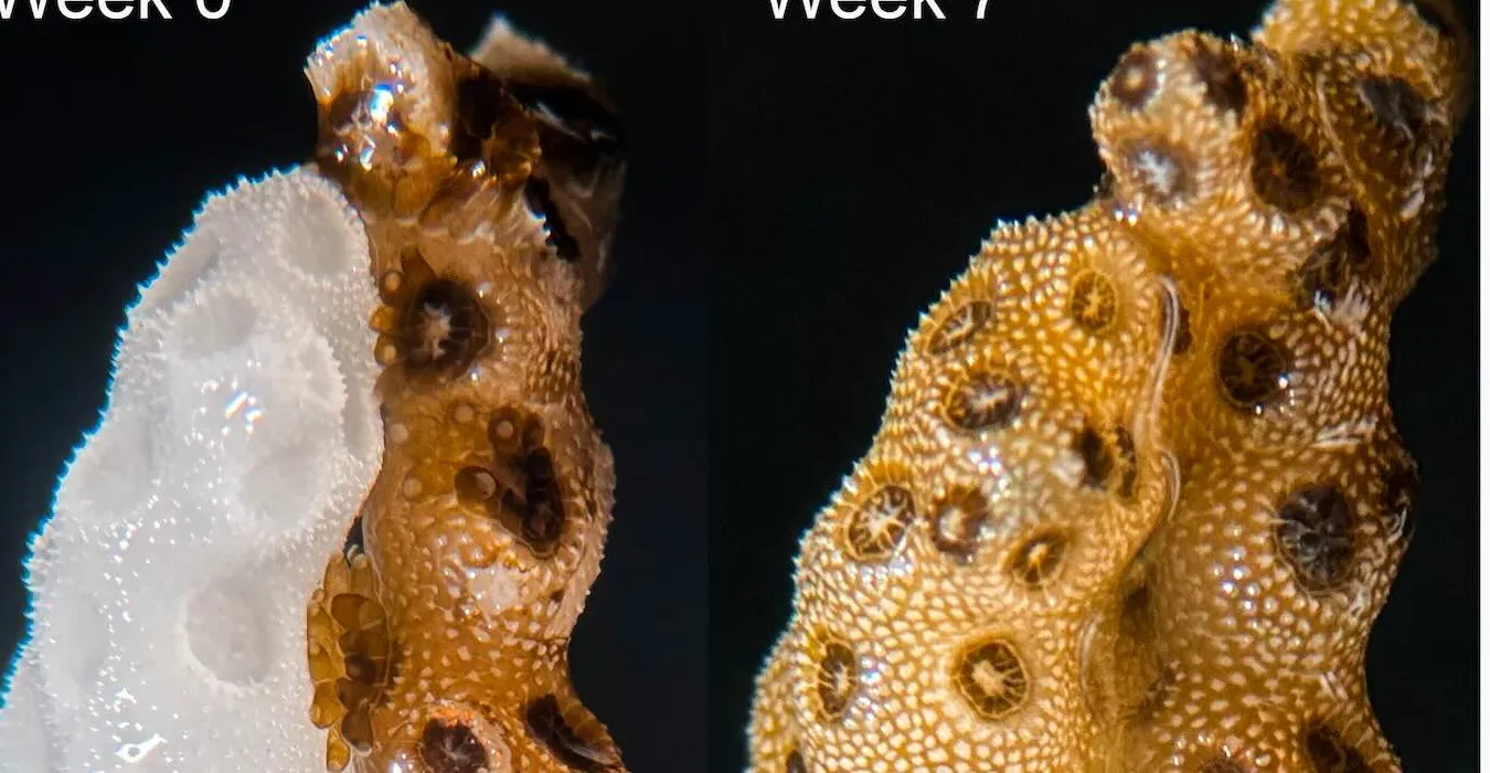 Coral Bleaching Reversed at Record Speed Using New Method: Not a Lost Cause