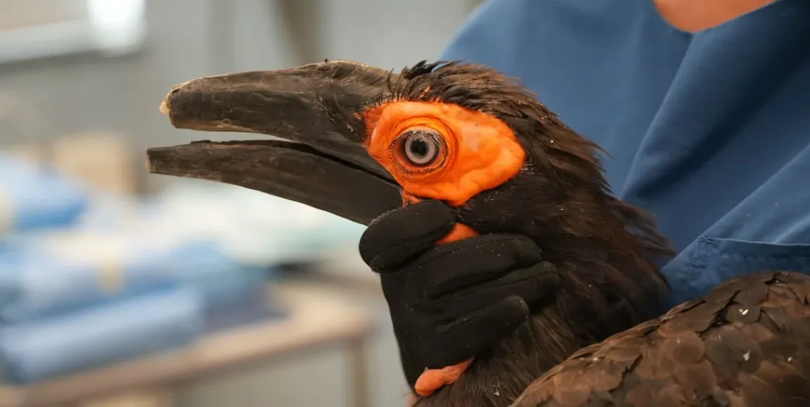 Innovative Veterinary Team Performs World-First Double 3D-Printed Beak Transplant for Rare Hornbill