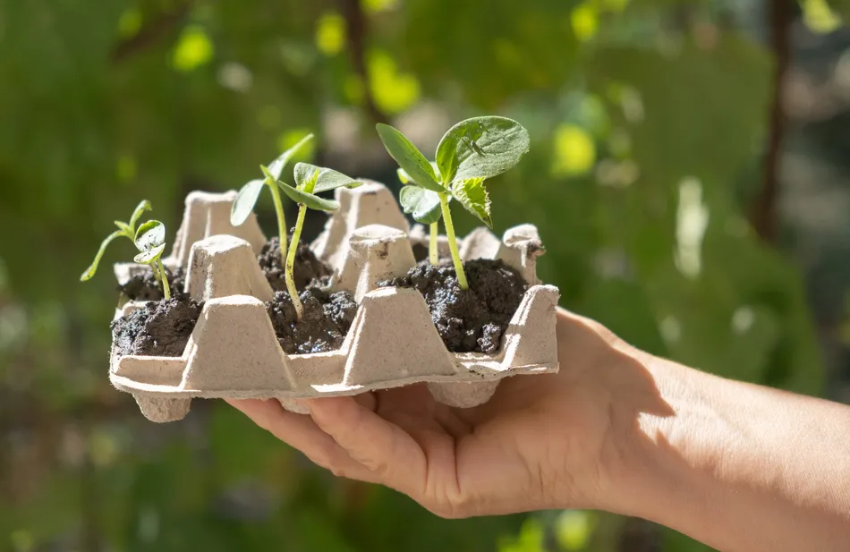 6 Creative and Sustainable Ways to Upcycle Empty Egg Cartons Before Recycling
