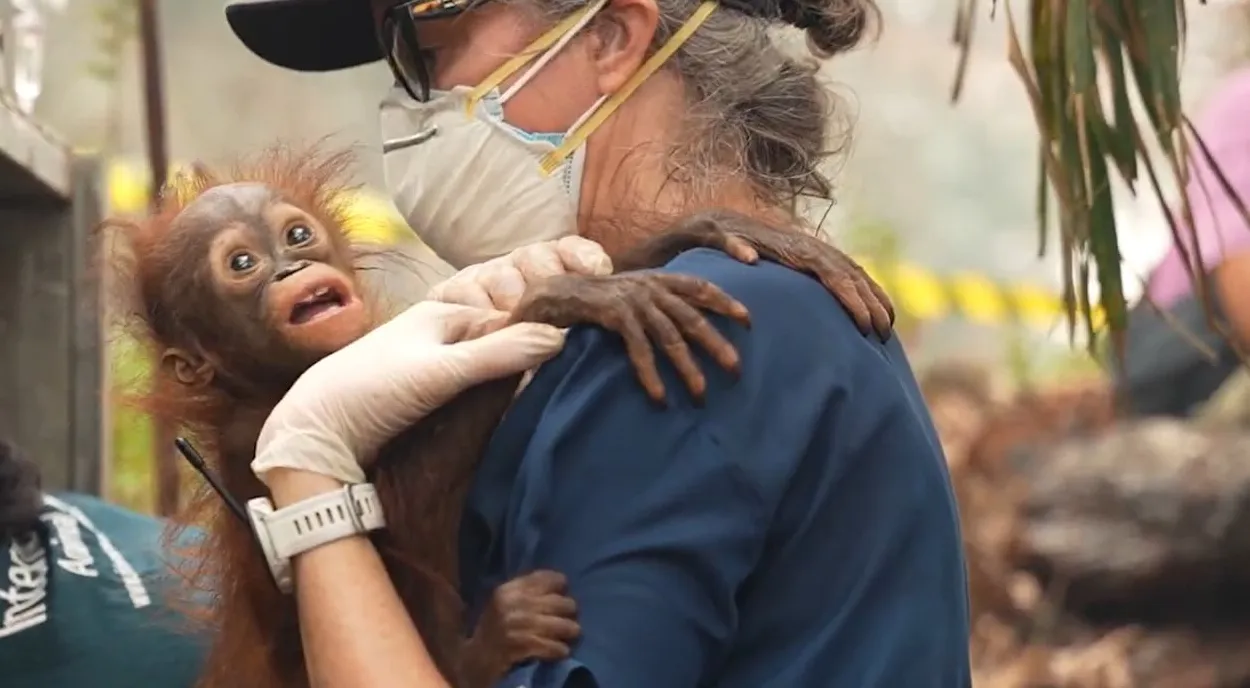 53 Orangutans Rescued From Borneo Wildfires and Returned to Protected Forests