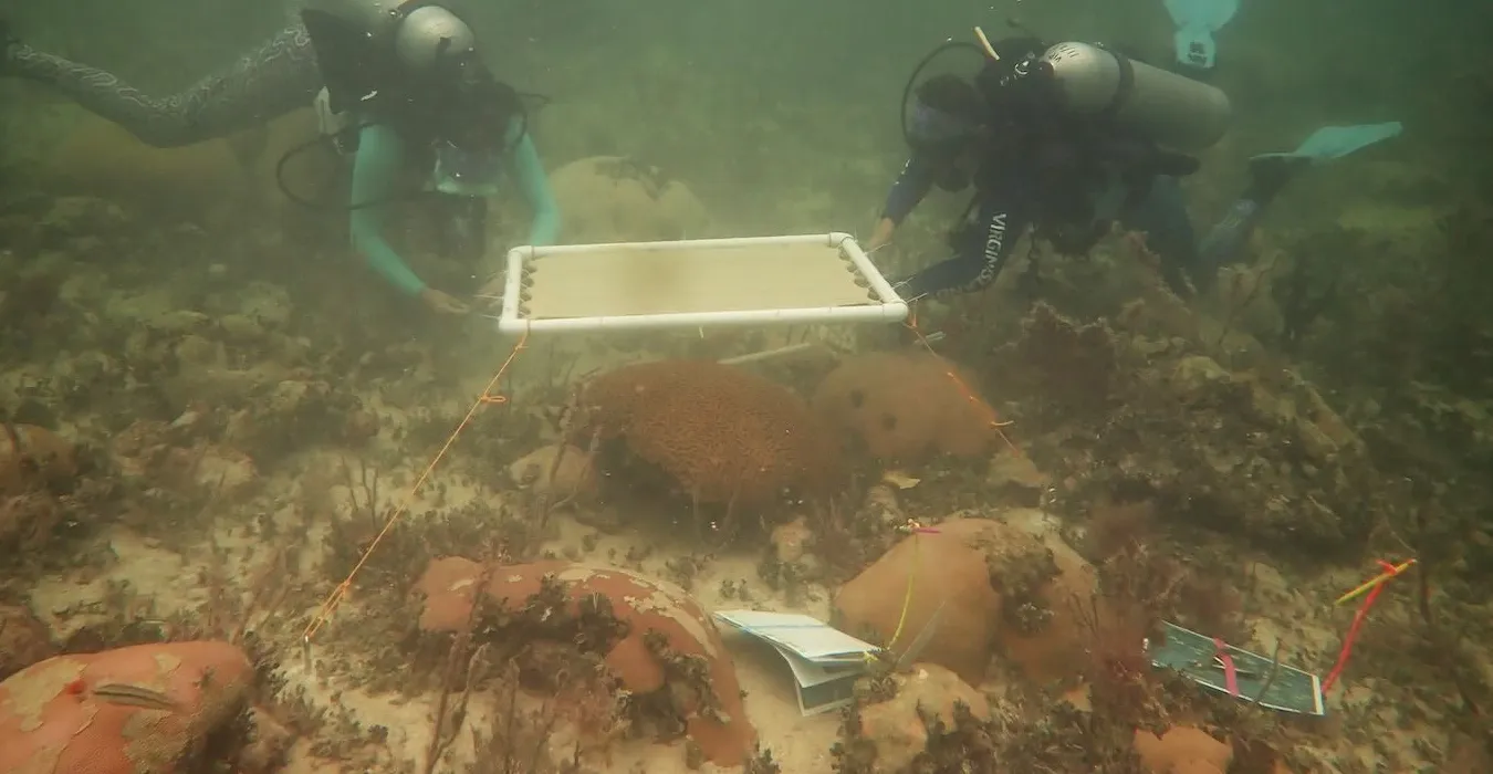 Innovative Underwater Umbrellas Offer Hope and Protection for Vulnerable Coral Reefs