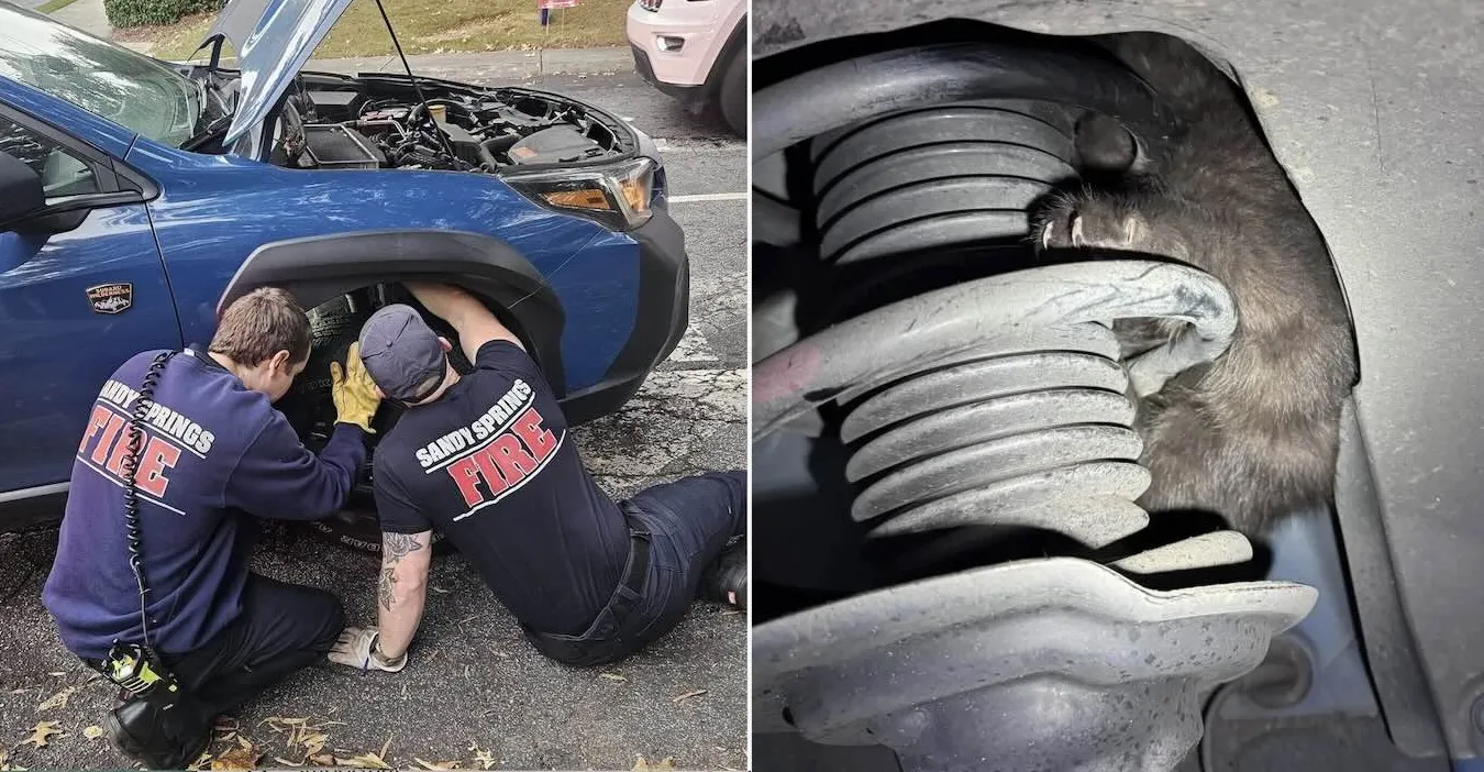 Tiny Kitten Rescued from Car Suspension Becomes Fateful Anniversary Gift for Georgia Couple