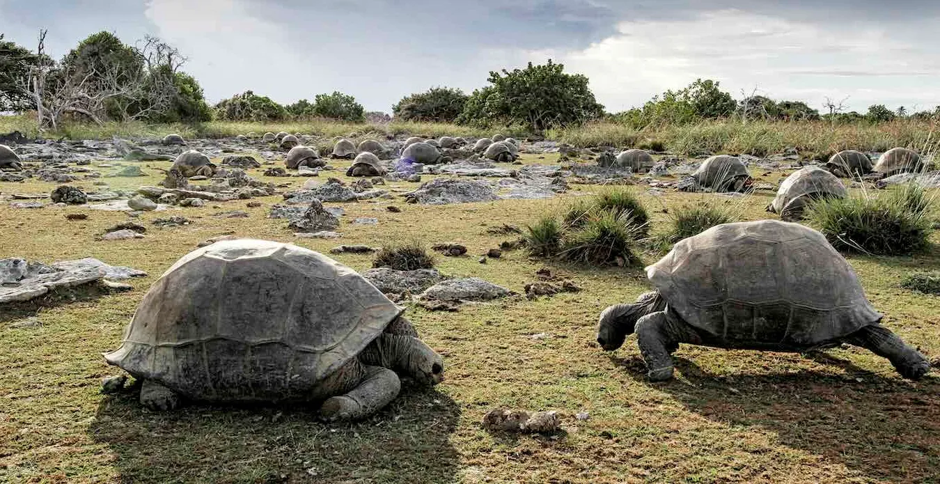 Monster Tortoise Universe is Thriving–Survey Discovers 180,000 on One Island String