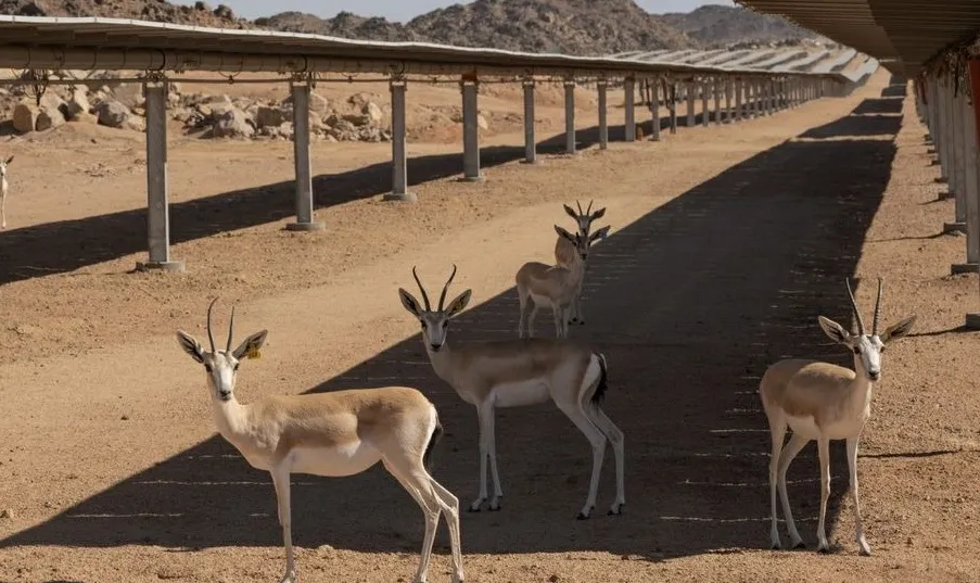 In a remarkable display of ecological innovation, Saudi conservationists have transformed a sprawling solar farm into a thriv