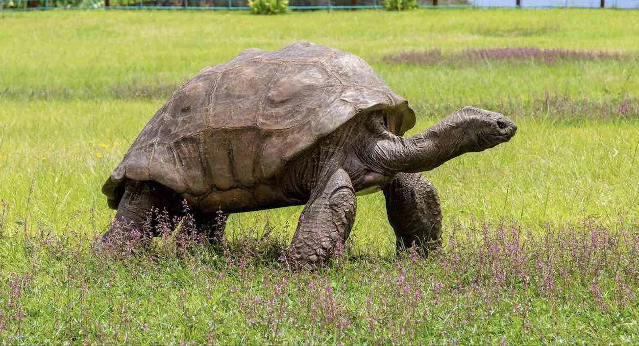 Most 200-year-old Tortoise Becomes Outset to Impart Over-the-top Epigenome to Senescence Inquiry