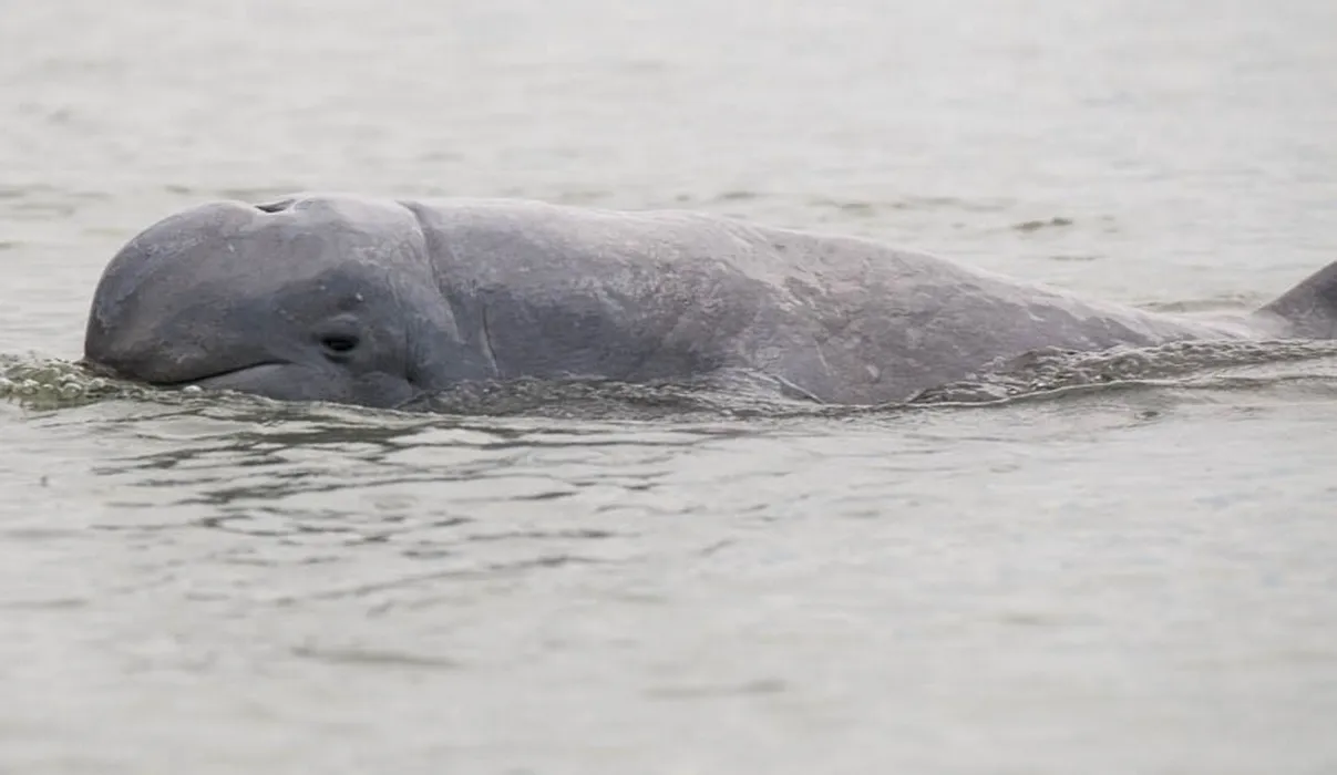 Sacred Irrawaddy Dolphins See Hopeful Population Boost in Cambodia’s Mekong River
