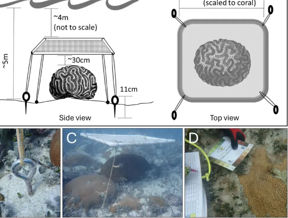 Innovative Floating Shades Offer Vital Lifeline for Corals Facing Marine Heatwaves