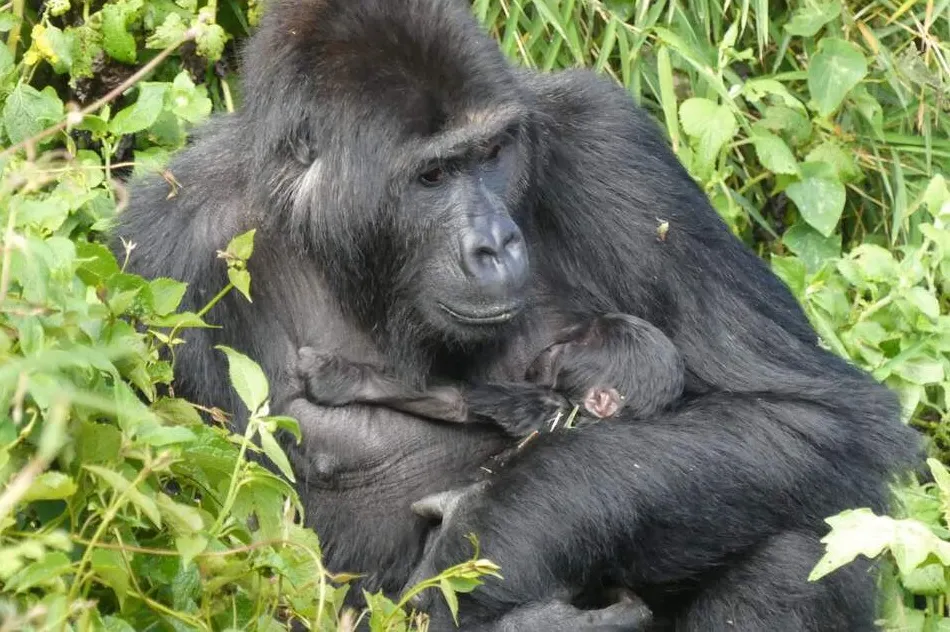 Orphaned, Rescued, and Rewilded, Female Gorilla Becomes a Mother in Historic Conservation Success