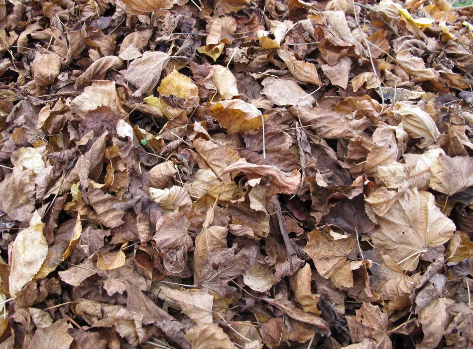 How to Help Overwintering Bees by Leaving Your Garden Alone This October