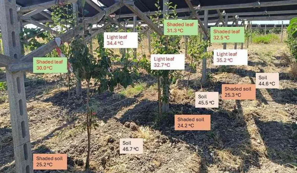 Solar Panels Over Vineyards Grow Bigger, Healthier Grapes While Generating Clean Energy