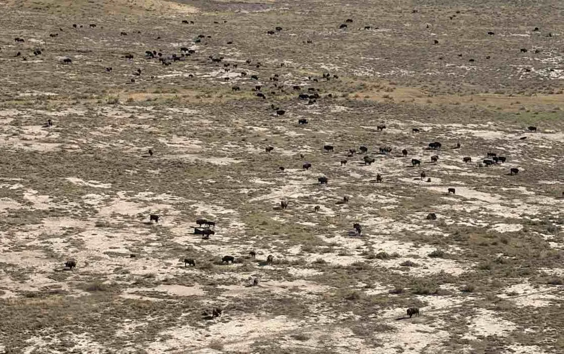 Largest Private Conservation Project in the US Hits Major Milestone as Free-Roaming Bison Pass 1,000