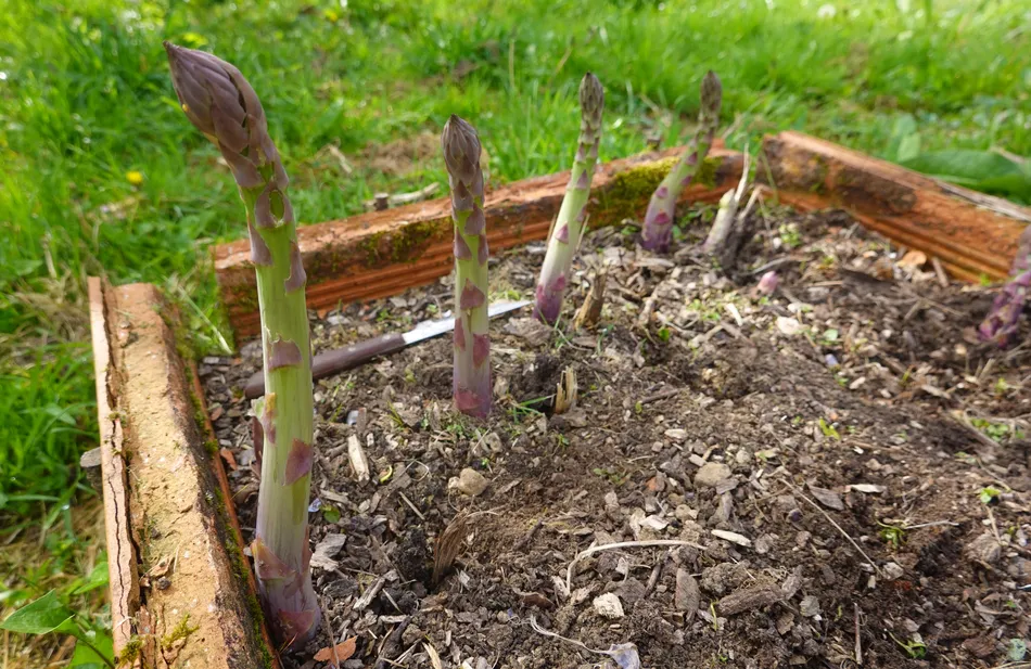 Cultivating your own food is one of the most rewarding ways to boost your household budget while enjoying fresh, nutrient-dense produce right from your backy...