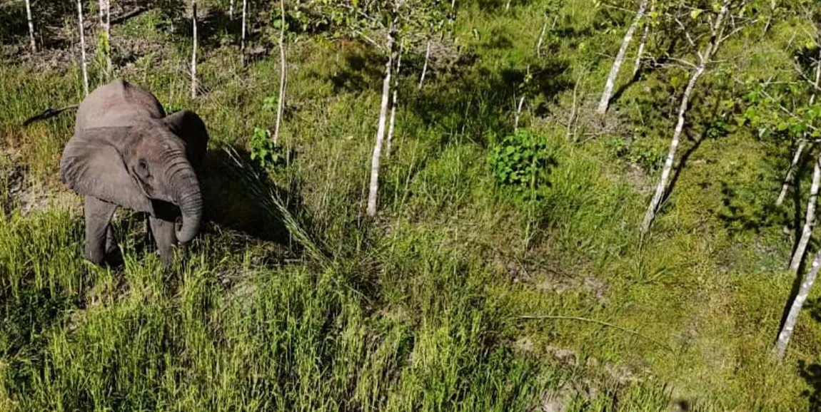 Tanzanian Farmers and Conservationists Unite to Create Historic Elephant Wildlife Corridor
