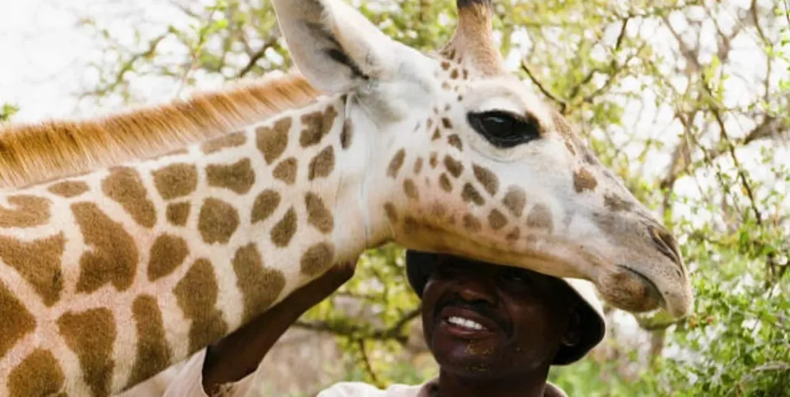 Rescued Giraffe Returns for a Heartwarming Reunion With Her Human Family