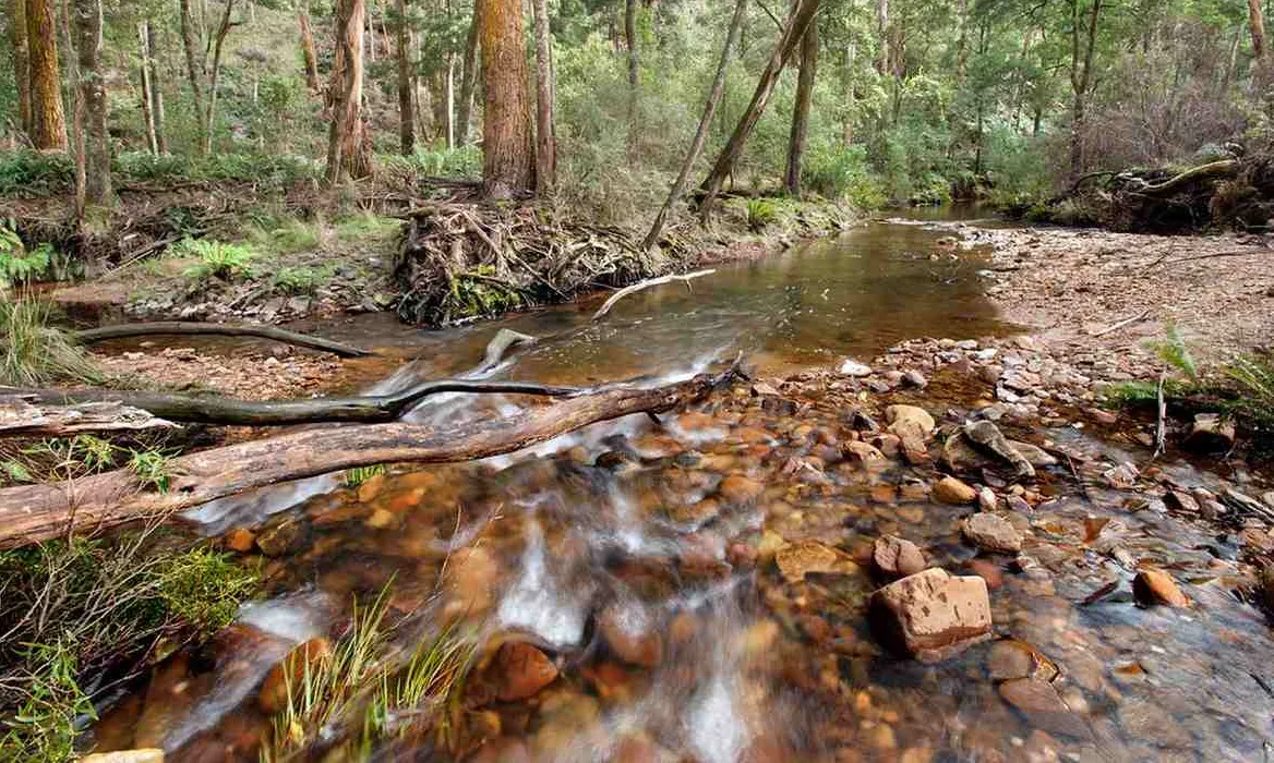 Australia Establishes Three New National Parks to Protect Rare Wildlife and Forests