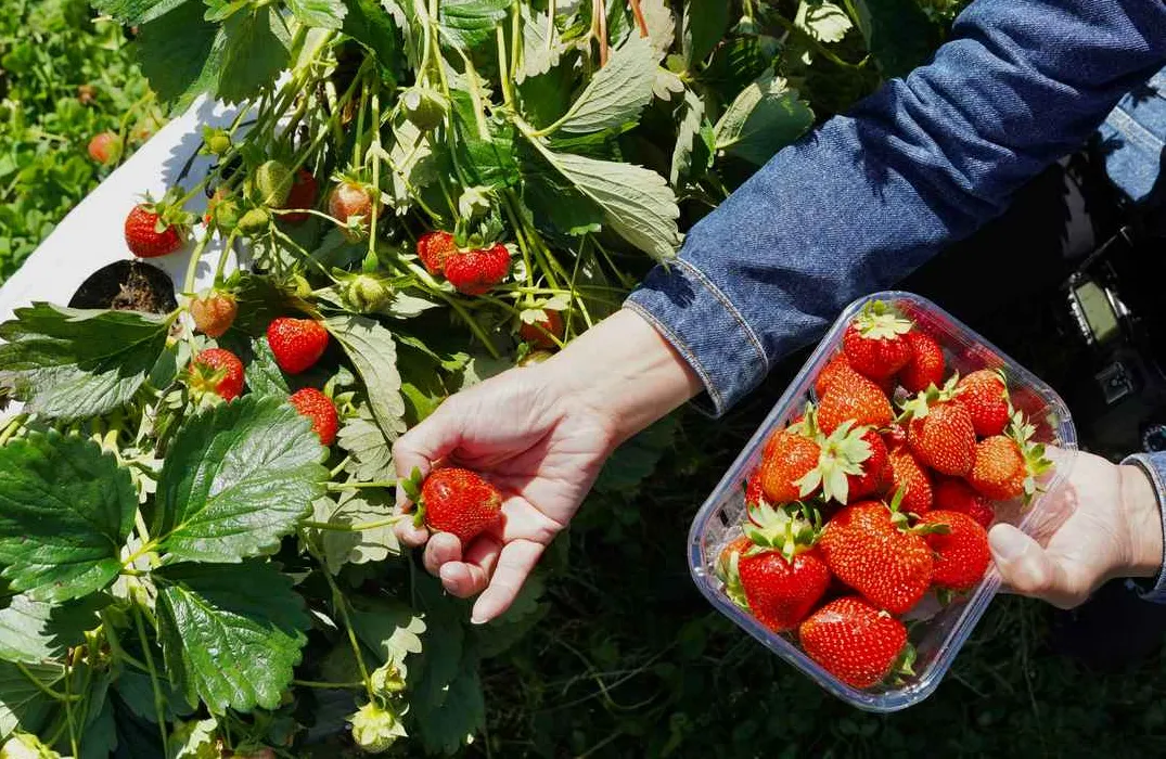 Simple 'Soil Steaming' Found as Effective Replacement for Chemicals in Organic Strawberry Farming