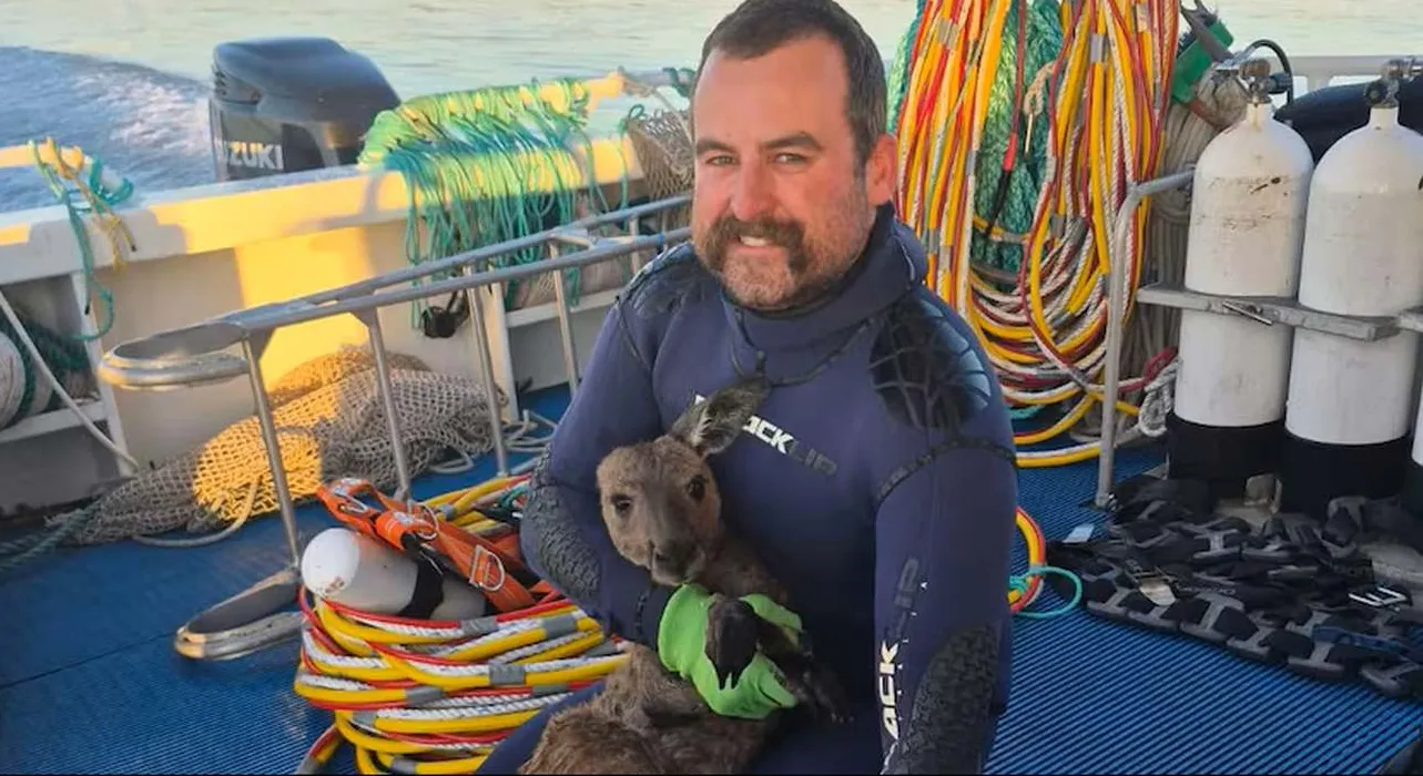 In a remarkable tale of unexpected heroism from Down Under, a scuba diving crew accomplished an extraordinary rescue by pulling a stranded juvenile kangaroo ...