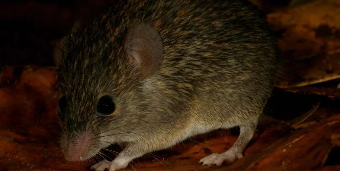 A Pinch of Burnt Coconut Leads Scientists to Discover a Brand New Spiny Mouse Species