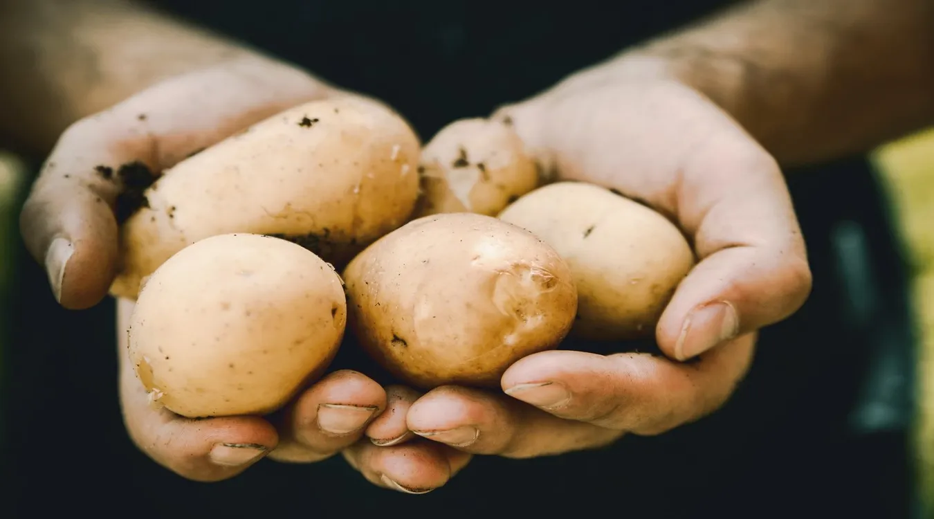 Amid a challenging year for global agriculture marked by extreme summer heat, Japan's northern island of Hokkaido has achieved its best potato harvest in ove...