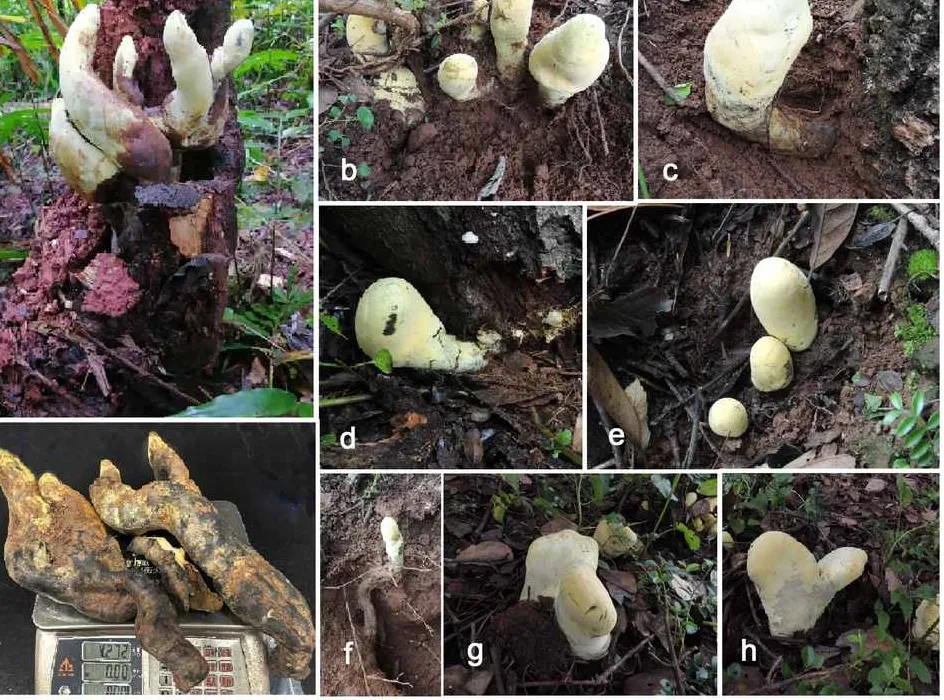 Scientists Discover ‘D-rex’: A Massive Ancient Fungus Dating Back to the Age of Dinosaurs