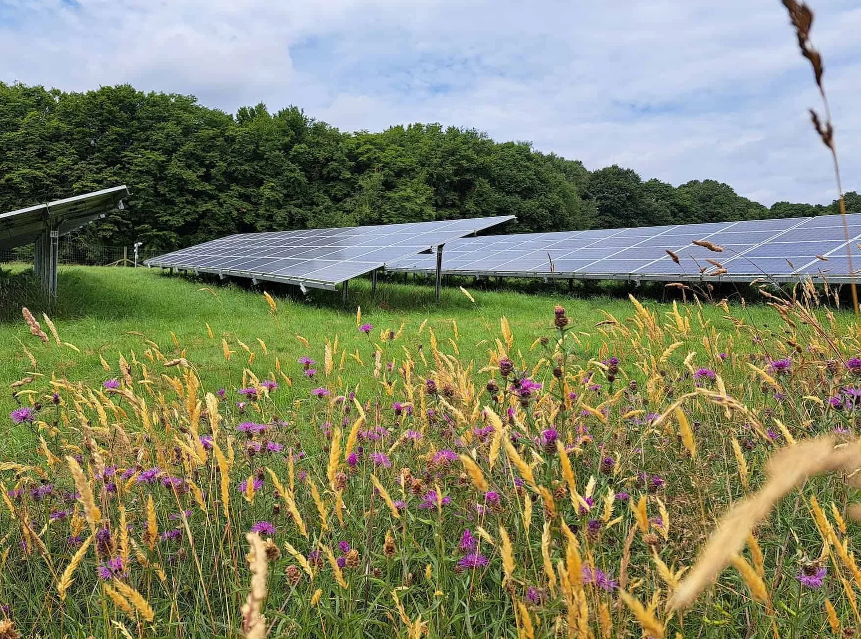 The Innovative Certification Scheme Helping Solar Farms Become Havens for Wildlife