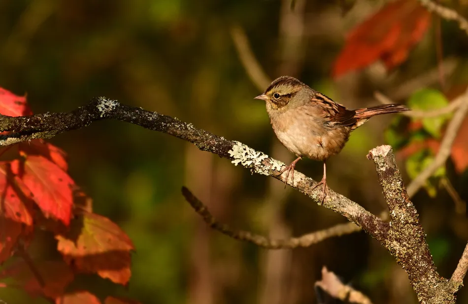 If you have ever caught a flash of movement in the branches in early October—something small, unfamiliar, and entirely differ