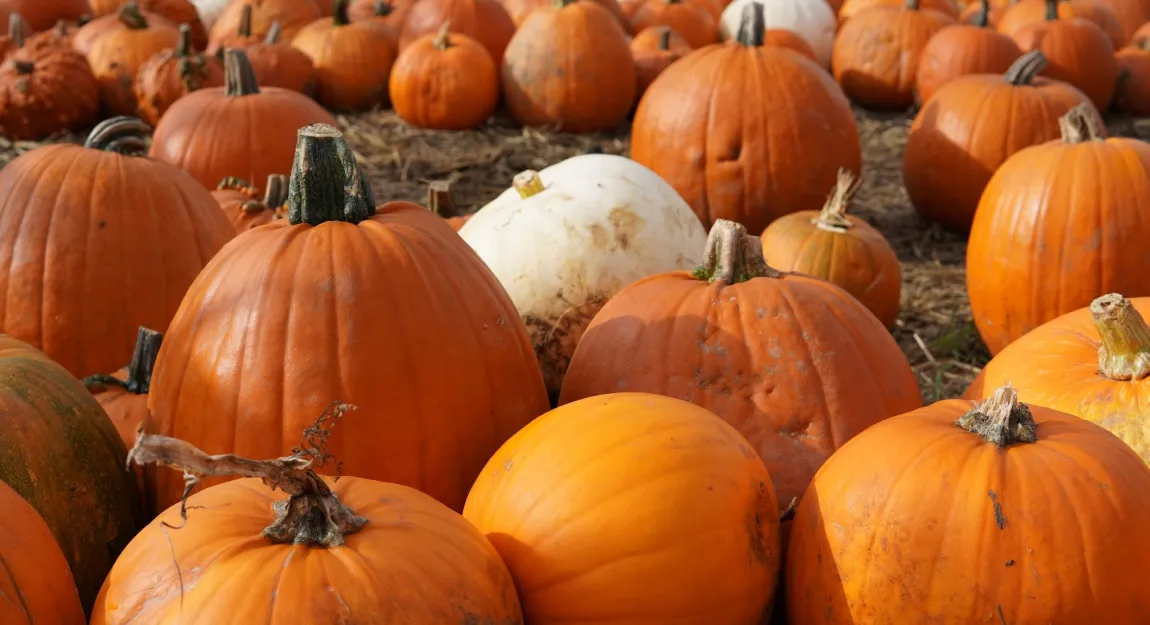 How a Runaway Giant Inflatable Pumpkin Brought a Community Together on a Windy Fall Day